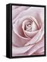 Pink Rose-Cora Niele-Framed Stretched Canvas