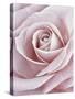 Pink Rose-Cora Niele-Stretched Canvas