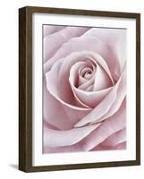 Pink Rose-Cora Niele-Framed Photographic Print