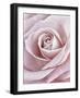 Pink Rose-Cora Niele-Framed Photographic Print