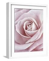 Pink Rose-Cora Niele-Framed Photographic Print