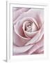 Pink Rose-Cora Niele-Framed Photographic Print