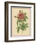 Pink Rose-Pierre-Joseph Redouté-Framed Photographic Print