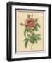 Pink Rose-Pierre-Joseph Redouté-Framed Photographic Print