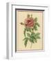 Pink Rose-Pierre-Joseph Redouté-Framed Photographic Print