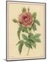 Pink Rose-Pierre-Joseph Redouté-Mounted Photographic Print