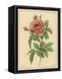 Pink Rose-Pierre-Joseph Redouté-Framed Stretched Canvas