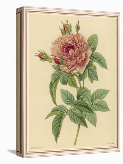 Pink Rose-Pierre-Joseph Redouté-Stretched Canvas