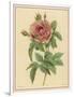 Pink Rose-Pierre-Joseph Redouté-Framed Photographic Print