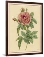 Pink Rose-Pierre-Joseph Redouté-Framed Photographic Print