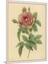 Pink Rose-Pierre-Joseph Redouté-Mounted Photographic Print