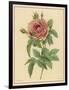 Pink Rose-Pierre-Joseph Redouté-Framed Photographic Print