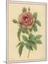 Pink Rose-Pierre-Joseph Redouté-Mounted Photographic Print