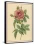 Pink Rose-Pierre-Joseph Redouté-Framed Stretched Canvas