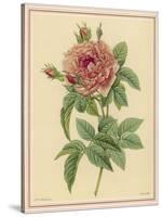 Pink Rose-Pierre-Joseph Redouté-Stretched Canvas