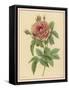 Pink Rose-Pierre-Joseph Redouté-Framed Stretched Canvas