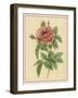 Pink Rose-Pierre-Joseph Redouté-Framed Photographic Print