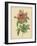 Pink Rose-Pierre-Joseph Redouté-Framed Photographic Print