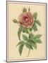 Pink Rose-Pierre-Joseph Redouté-Mounted Photographic Print