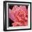 Pink Rose-Hyunah Kim-Framed Art Print