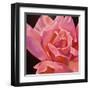 Pink Rose-Hyunah Kim-Framed Art Print