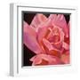 Pink Rose-Hyunah Kim-Framed Art Print