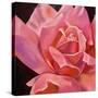 Pink Rose-Hyunah Kim-Stretched Canvas