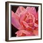 Pink Rose-Hyunah Kim-Framed Art Print