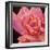 Pink Rose-Hyunah Kim-Framed Art Print