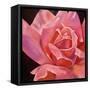 Pink Rose-Hyunah Kim-Framed Stretched Canvas