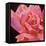 Pink Rose-Hyunah Kim-Framed Stretched Canvas