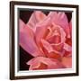 Pink Rose-Hyunah Kim-Framed Art Print