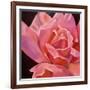 Pink Rose-Hyunah Kim-Framed Art Print