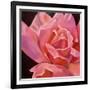 Pink Rose-Hyunah Kim-Framed Art Print