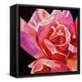 Pink Rose-Hyunah Kim-Framed Stretched Canvas