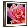 Pink Rose-Hyunah Kim-Framed Art Print