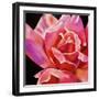 Pink Rose-Hyunah Kim-Framed Art Print