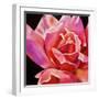 Pink Rose-Hyunah Kim-Framed Art Print