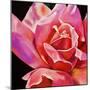 Pink Rose-Hyunah Kim-Mounted Art Print