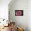 Pink Rose-Kevin Calaguiro-Framed Stretched Canvas displayed on a wall