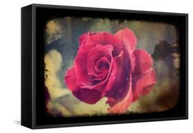 Pink Rose-Kevin Calaguiro-Framed Stretched Canvas