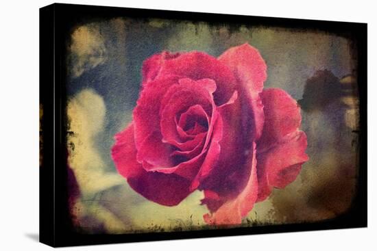 Pink Rose-Kevin Calaguiro-Stretched Canvas