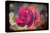 Pink Rose-Kevin Calaguiro-Stretched Canvas