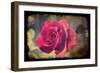 Pink Rose-Kevin Calaguiro-Framed Art Print