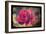 Pink Rose-Kevin Calaguiro-Framed Art Print