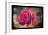 Pink Rose-Kevin Calaguiro-Framed Art Print