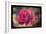 Pink Rose-Kevin Calaguiro-Framed Art Print