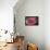 Pink Rose-Kevin Calaguiro-Mounted Art Print displayed on a wall