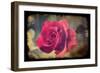 Pink Rose-Kevin Calaguiro-Framed Premium Giclee Print