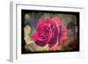 Pink Rose-Kevin Calaguiro-Framed Premium Giclee Print